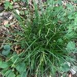 Carex sylvatica पत्ता