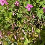 Oxalis articulata Leaf