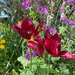 Tulipa agenensis Virág