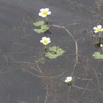 Ranunculus aquatilis പുഷ്പം