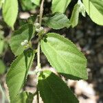 Grewia flavescens Leaf