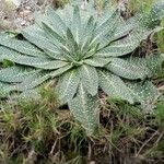 Echium asperrimum Leaf