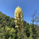 Yucca elata Flor