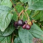 Cotoneaster acutifolius Fruit