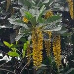 Lophanthera lactescens പുഷ്പം