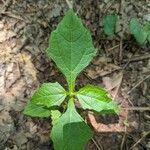 Smallanthus uvedalia Leaf