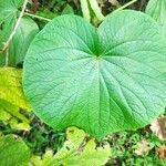 Piper umbellatum Leaf