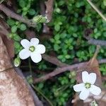 Arenaria balearica Flor