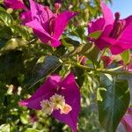 Bougainvillea glabraFlor