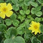 Oxalis megalorrhiza Листок