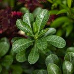 Adenium obesum Foglia