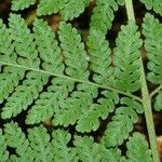 Hypolepis tenuifolia Leaf