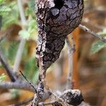 Prosopis farcta Fruchs