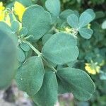 Coronilla valentina Blatt