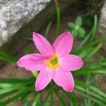 Zephyranthes rosea Blomma