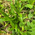 Carex plantaginea Leaf