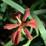 Iris fulva Blomst