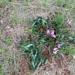 Cyclamen purpurascens Ліст