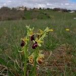 Ophrys × arachnitiformis Blodyn