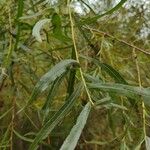 Salix exigua Levél