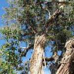 Melaleuca quinquenervia Агульны выгляд