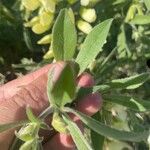 Baptisia bracteata Leaf