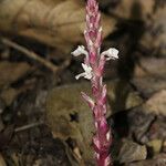 Striga gesnerioides Habitus