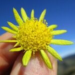 Sanicula arctopoides Flor