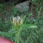 Fourraea alpina Blomma