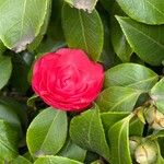 Camellia japonica Lorea