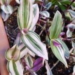 Tradescantia fluminensisDeilen