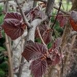 Corylus maxima Blad