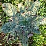 Echium asperrimum Folha