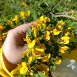 Chamaecytisus ratisbonensis Blüte