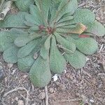 Limonium echioides Leaf