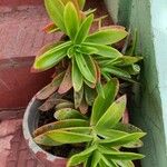 Crassula capitella Flower