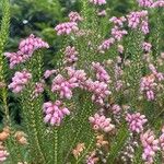 Erica terminalis