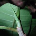 Ficus schippii Bark