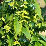 Acer carpinifolium Fruit