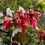 Macleania rupestris Žiedas