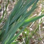 Asphodelus cerasiferus Leaf