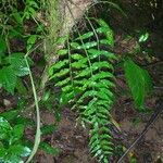 Asplenium juglandifolium 葉