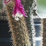 Disocactus flagelliformis Квітка