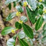 Azara lanceolata Blüte