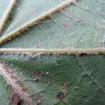 Acer campbellii Leaf