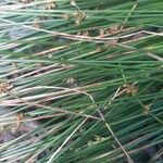 Juncus filiformis Blatt