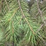 Picea wilsonii Лист