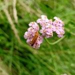 Achillea millefoliumFlor