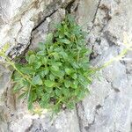 Valeriana apula Habit