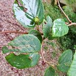Corylopsis spicata Leht